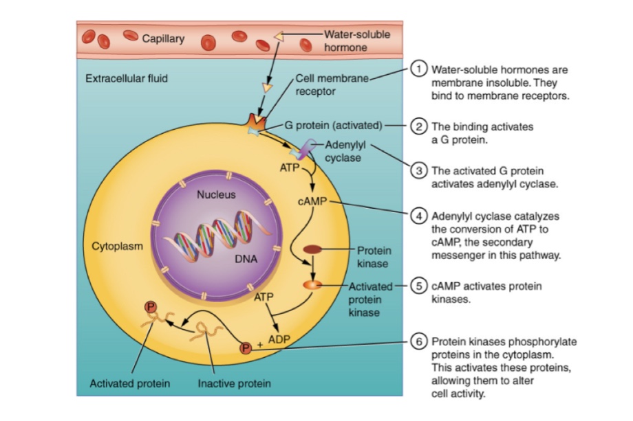 Ditki, Medical & Biological Sciences on X: Can you list triggers for  growth hormone secretion? What inhibits secretion? Learn more:   #ditki #meded #medicalschool #medstudent #nursing  #physicianassistant #usmle #pance #hormones