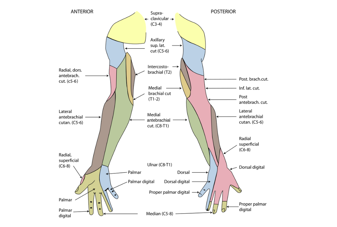 Upper Limb Nerve Chart Anterior Chartex Ltd Nervous S