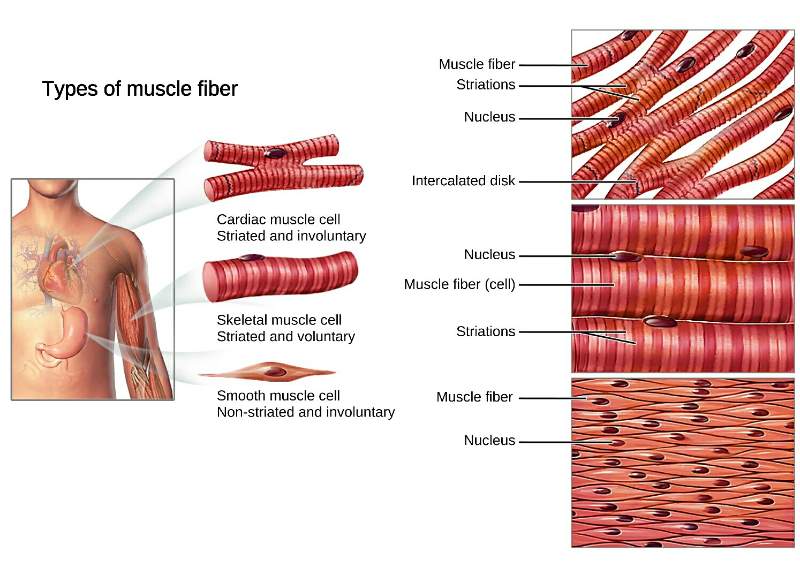 cardiac muscle striations