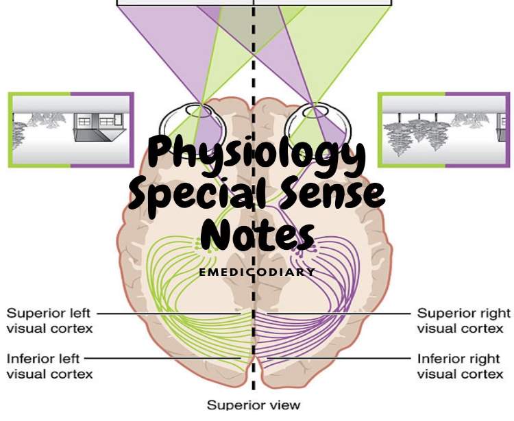 Special Sense Physiology