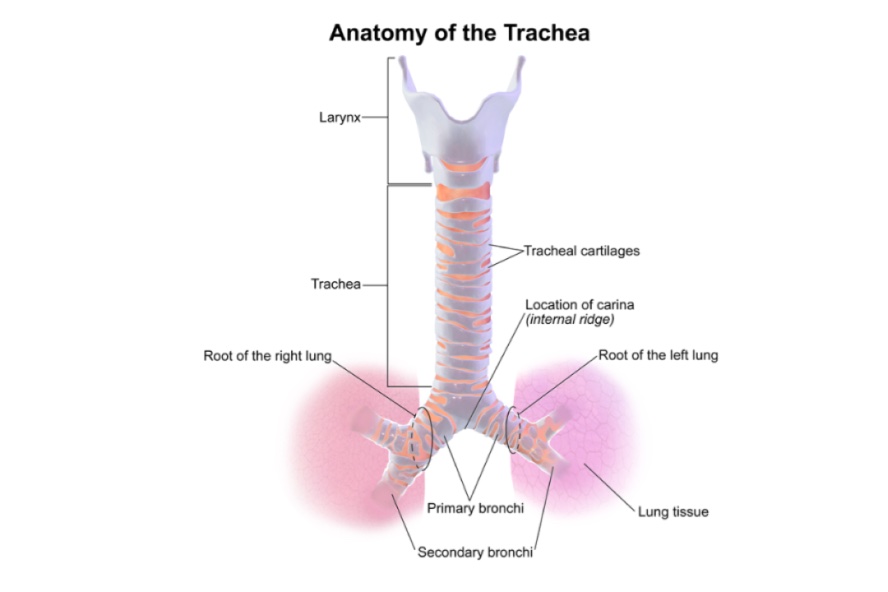 Trachea & Bronchi