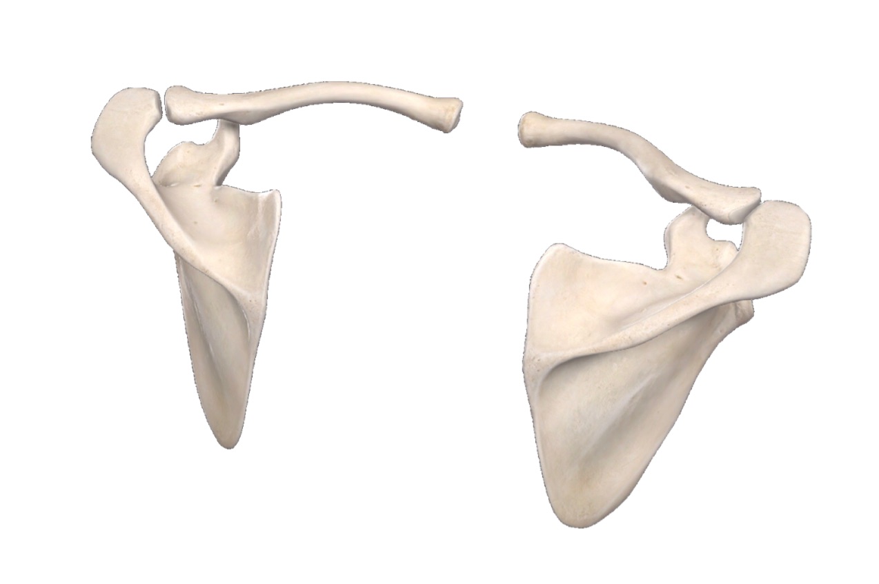 Clavicle & Scapula (Viva-related)
