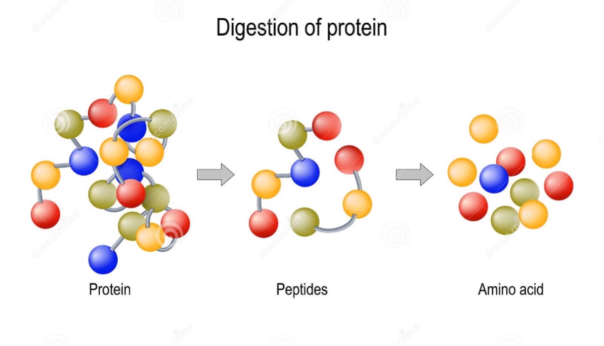 Amino Acid/Proteins & their metabolism [Part 2] (Viva)