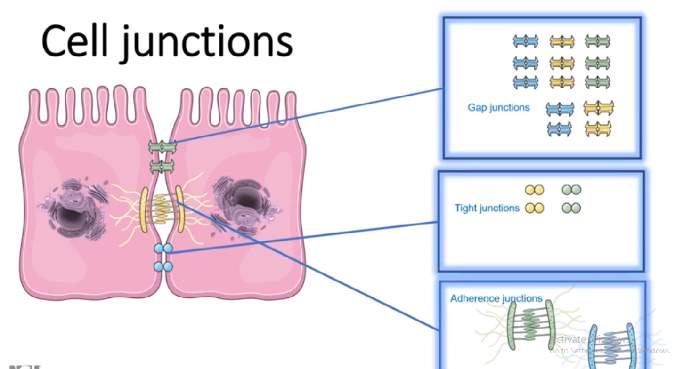 Surface Modification of Cell Membrane & Junctional Complex