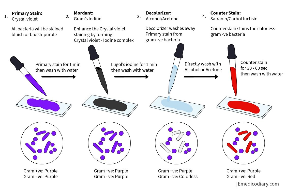 Gram Stain Tutorial
