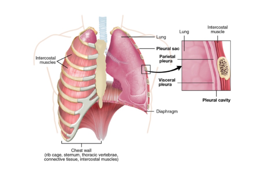 Pleura & Lung Anatomy